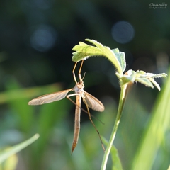 Tipula paludosa
