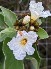 Cordia boissieri