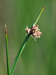 Schoenoplectus pungens