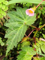 Begonia