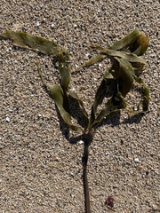 Laminaria setchellii