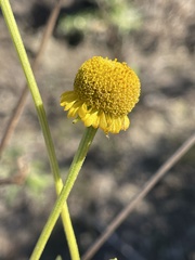 Helenium puberulum