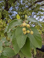 Cordia boissieri