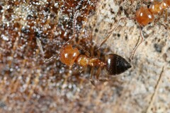Crematogaster laeviuscula