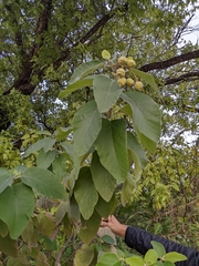 Cordia boissieri