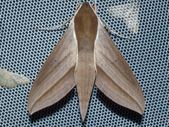 Theretra alecto