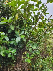 Ficus americana