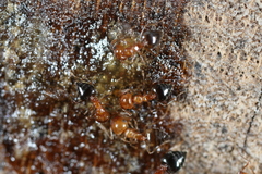 Crematogaster laeviuscula