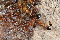 Crematogaster laeviuscula