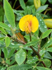 Arachis pintoi