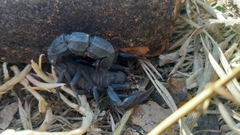 Androctonus mauritanicus