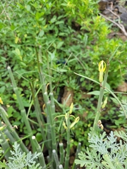 Ceropegia dichotoma image