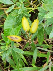 Arachis pintoi