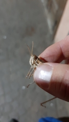 Schistocerca gregaria