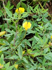 Arachis pintoi