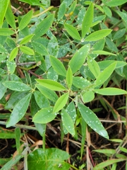 Arachis pintoi