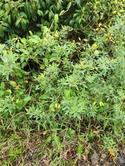 Arachis pintoi