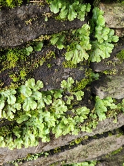 Marchantia