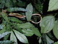 Oxybelis rutherfordi