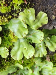 Marchantia