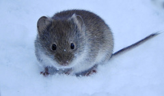 Clethrionomys gapperi