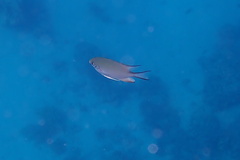 Amblyglyphidodon indicus