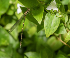 Episynlestes albicaudus