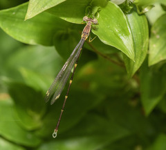 Episynlestes albicaudus