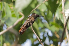 Chrysolampis mosquitus