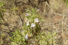 Eremophila freelingii