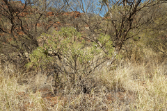 Eremophila freelingii