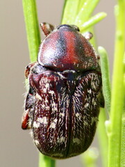 Euphoria leucographa