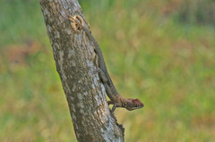 Tropidurus chromatops