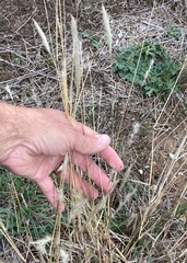 Bothriochloa laguroides