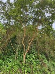 Psidium guajava