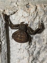 Bassaniodes bufo