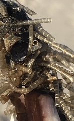 Spiochaetopterus costarum