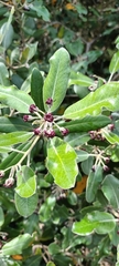 Pittosporum ralphii
