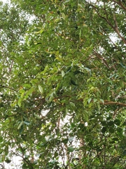 Psidium guajava