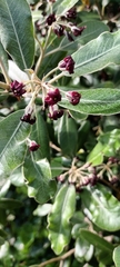 Pittosporum ralphii