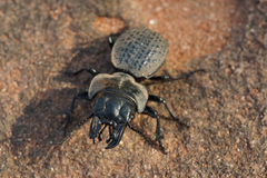 Philoscaphus