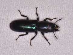 Temnoscheila acuta