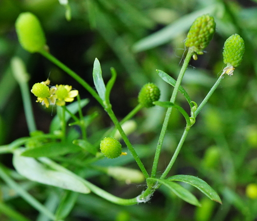 iskerník jedovatý (Ranunculus sceleratus)