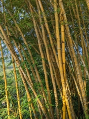 Bambusa vulgaris