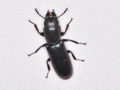 Temnoscheila acuta