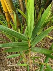 Bambusa vulgaris