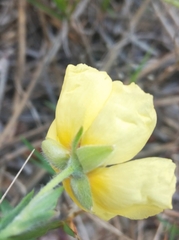 Crocanthemum brasiliense