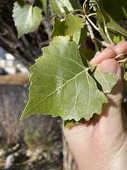 Populus fremontii