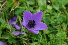 Anemone coronaria