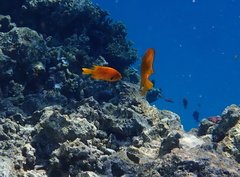 Pomacentrus sulfureus